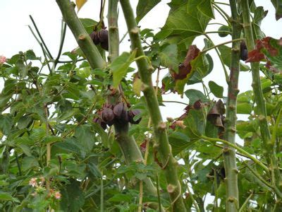 Biofuel: Jatropha - energypedia