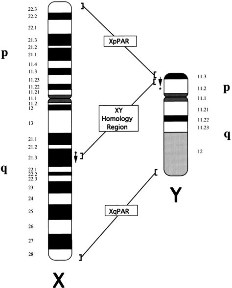 Xy Chromosome Chart