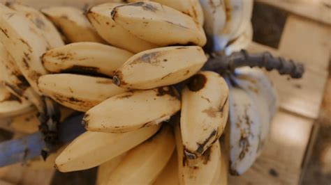【惊呆】香蕉的5个惊人秘密 !看完你还敢吃吗？