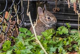 Image result for Baby Rabbit Drawing