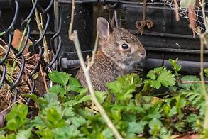 Image result for Baby Rabbit Art