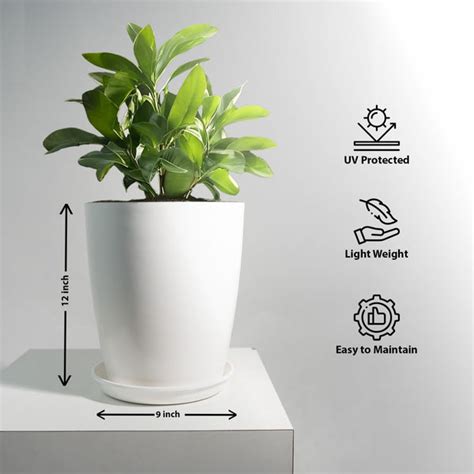 Blossom Solid White Flower Pot with Saucer – TrustBasket
