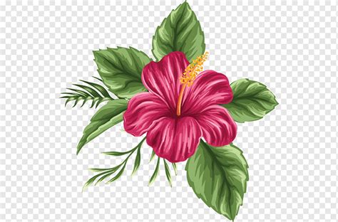 Hawaiian Flowers Drawings