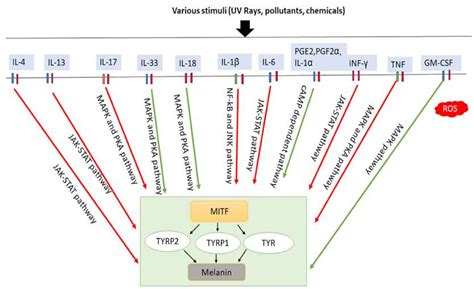 Diversified Stimuli-Induced Inflammatory Pathways Cause Skin Pigmentation