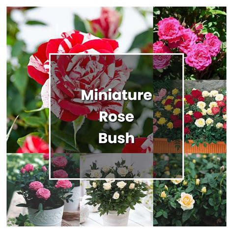 How To Plant A Miniature Rose Bush Outside at Tom Wildes blog