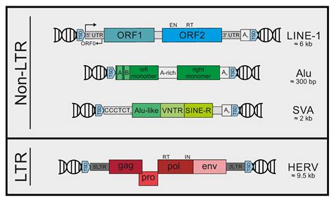 Recognize Yourself—Innate Sensing of Non-LTR Retrotransposons