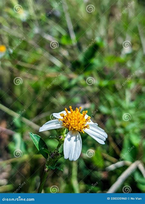 Spanish Needle Flowering Plants Grow Stock Photo - Image of weed ...