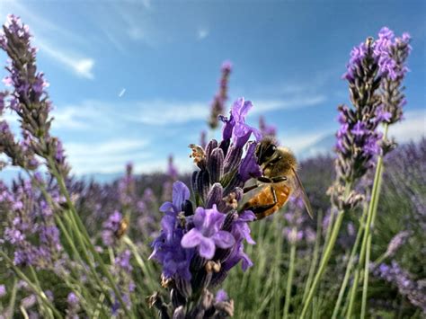 Phone/iPhone 15 Pro Max 的图像结果