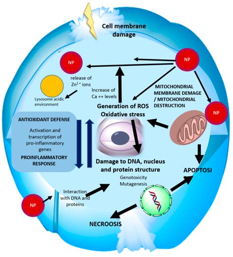ZnO Nanostructures and Electrospun ZnO–Polymeric Hybrid Nanomaterials ...