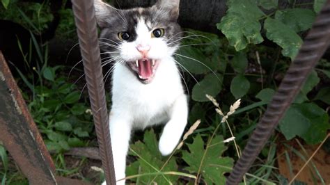 Image result for Python Attacks Cat