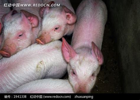 小猪崽高清图片下载_红动中国