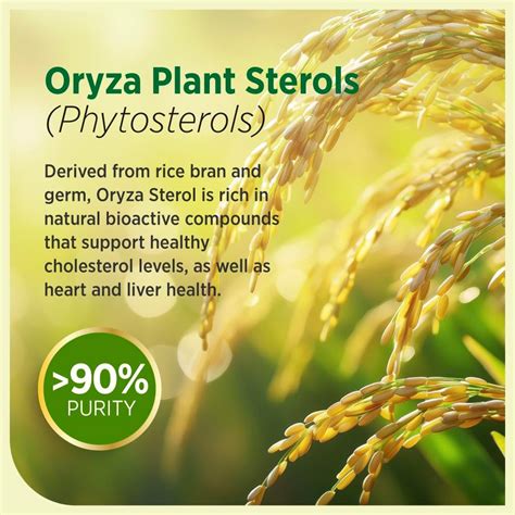 LABONutrition LABO Nutrition CHOLRestore – Red Yeast Rice with India | Ubuy