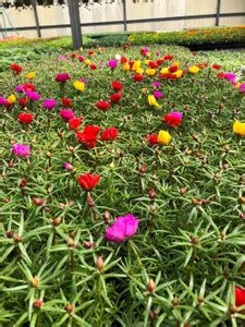 Aywal Portulaca Grandiflora, Moss Rose, Sun Rose, Rock Rose Seed Price ...