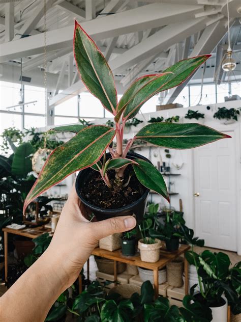 Aglaonema Siam Red (Chinese Evergreen) | Botaniful
