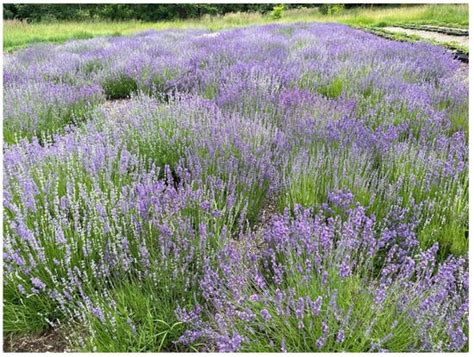 Lavender Breeding for Winter Hardiness in a Temperate Climate