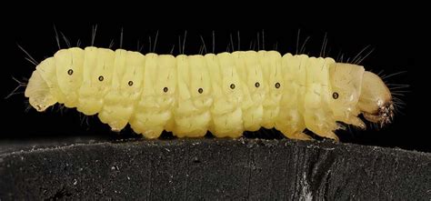 Wax Worms, Caterpillar That Eats Plastic: Recycling The Waste That ...
