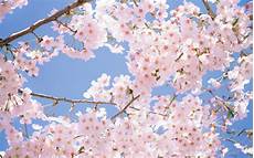 Cherry Blossom Background by Cherry Blossom Backgrounds Wallpaper Cave Cherry Blossom Background