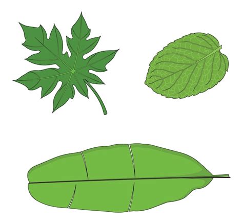 Verschillende soorten groene bladeren | Premium Vector