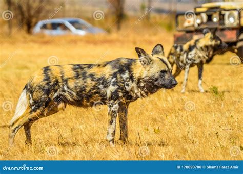 Portrait of African Wild Painted Dog or Lycaon Pictus Taken during a ...
