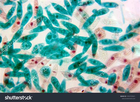 Euglena Under Microscope Stock Photo 1053725921 | Shutterstock