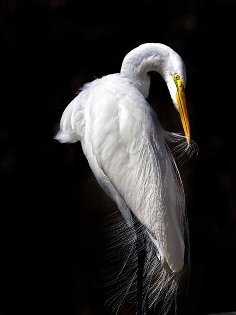 Photography Using Light 的图像结果