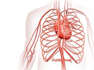 Cardiovascular System » Buy food supplements and cosmetics online