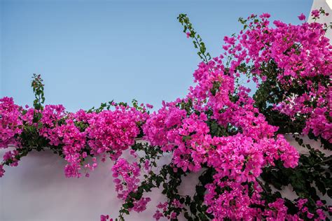 Bougainvillea Plant