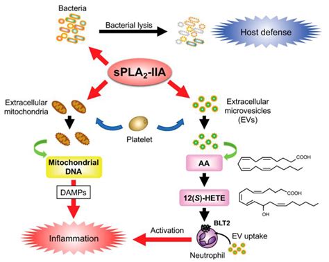 The Phospholipase A2 Superfamily: Structure, Isozymes, Catalysis ...