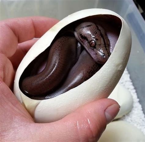 Image result for How Python Eggs Hatch