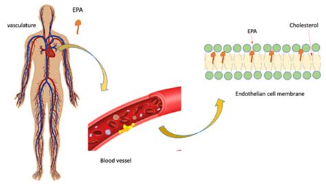 Role of EPA in Inflammation: Mechanisms, Effects, and Clinical Relevance