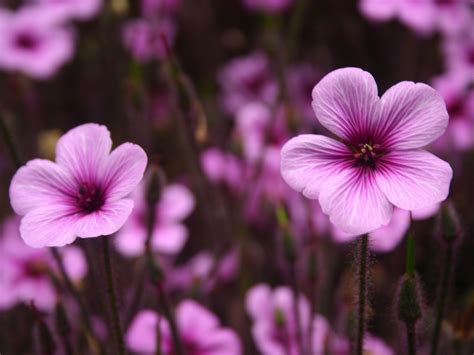 Purple Flowers Wallpapers - Wallpaper Cave