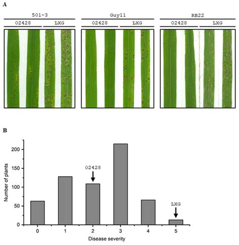 Bulked Segregant Analysis Coupled with Whole-Genome Sequencing (BSA-Seq ...