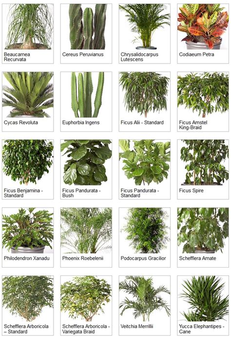 Outdoor Tropical Plants Names And Pictures at Timothy Mitchell blog