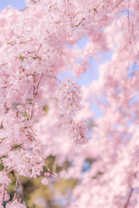樱花 赏樱 天空 春 树 粉红色 自然 植物 白 开花图片免费下载 - 觅知网