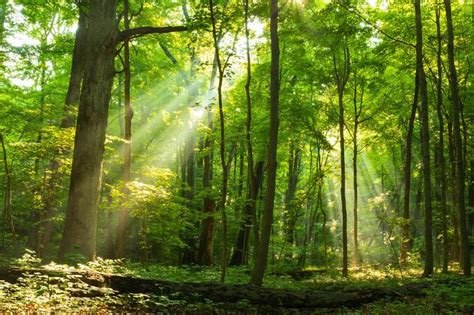 India's Forest Cover Rises, But 28% Of It Includes Mango Orchards ...