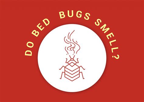 Do Bed Bugs Smell? - Dodson Pest Control