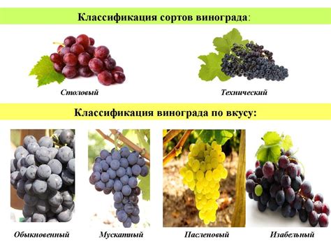 Классификация сортов винограда. Систематика винограда по срокам ...