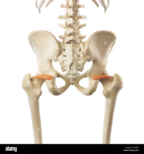 Human superior gemellus muscles computer artwork Stock Photo - Alamy