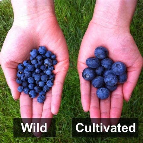 Bites to Beauty: Wild for the Blues