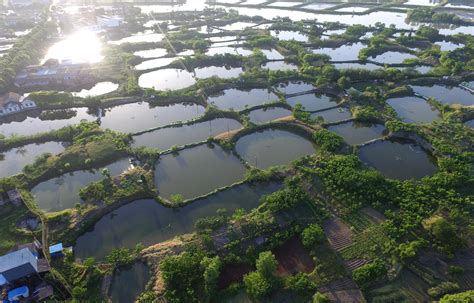 震撼！航拍珠三角最大的农业生态鱼塘，连老外都惊叹是“世间少有美景”