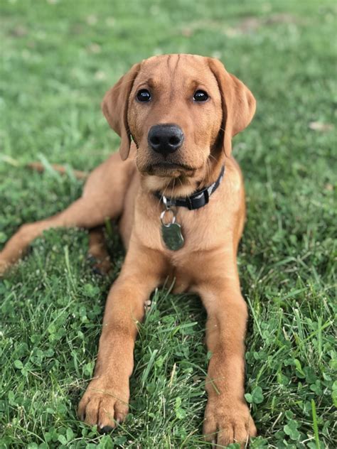 Fox Red Labrador Retriever Puppy
