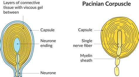 Pacinian Corpuscle - AQA A-Level Biology