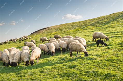 Premium Photo | Flock of sheep grazing