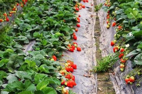 山东潍坊未来智慧农业高架栽培草莓，个大味甜，亩产量翻倍增长！|草莓|高架|栽培_新浪新闻