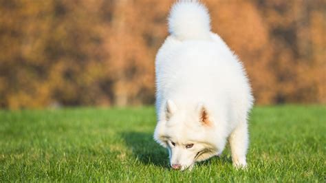 Why Do Dogs Eat Grass: The Pup Belly Problems • Doggozila Magazine