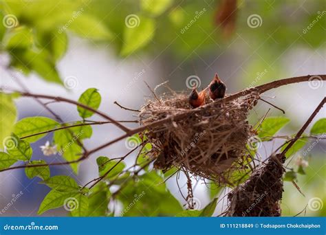 Bulbul chicks in the nest. stock image. Image of colorful - 111218849