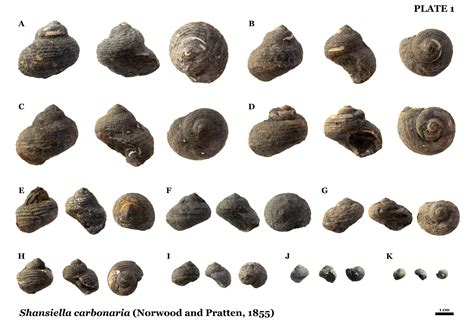 Image result for Shell Fossils Identification