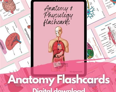 Complete Anatomy Flashcards PDF - Etsy India