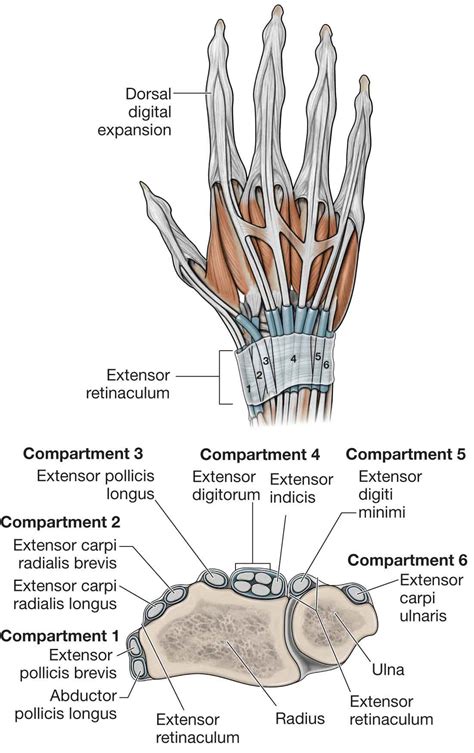 Wrist Compartment Tendons at Ida Wheeler blog