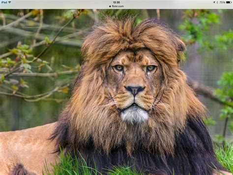 Barbary Lion. | Felinos, Fotos de leones, Grandes felinos